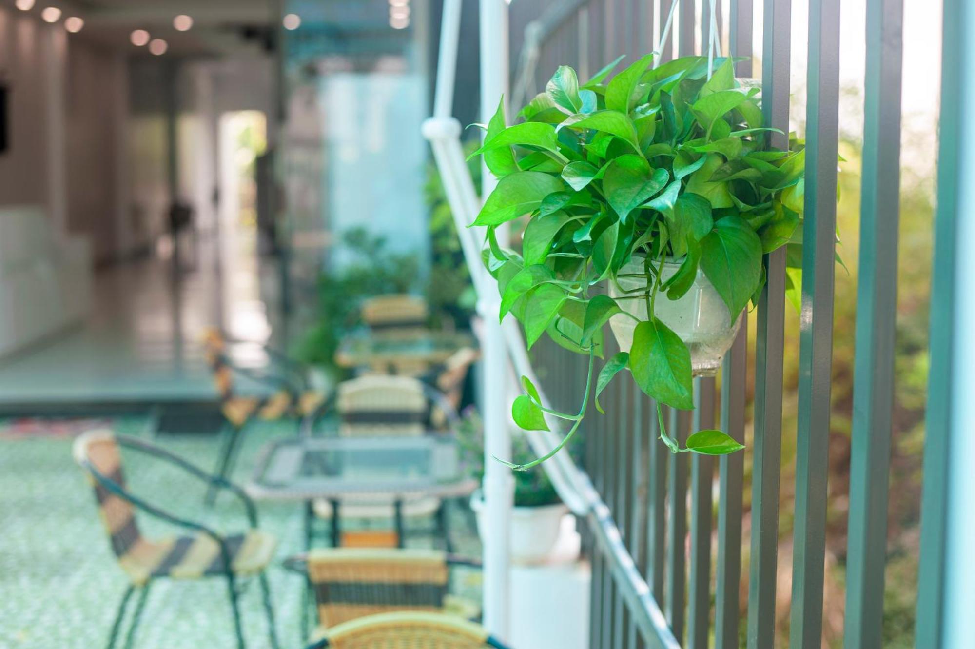 Tam Coc Peaceful Hotel Ninh Binh Dış mekan fotoğraf